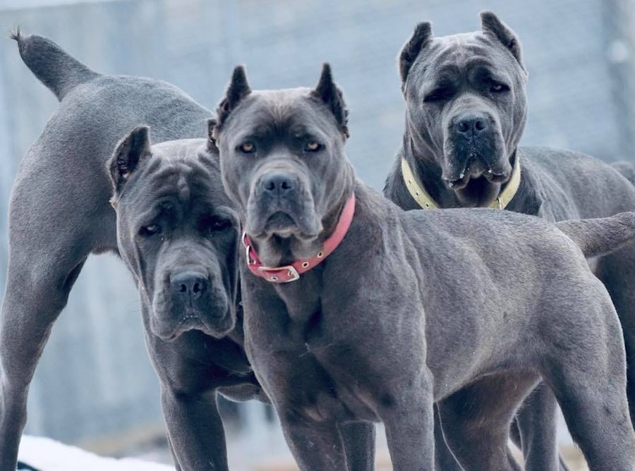 Cane Corso
